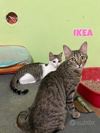 Yoga e Ikea gattine di un anno