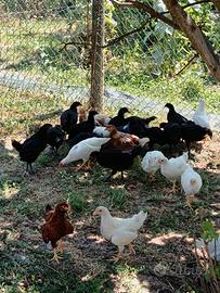 Pulcini australorp nero, 45 giorni