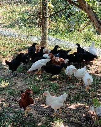 Pulcini australorp nero, 45 giorni