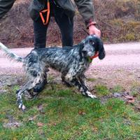 Cane setter inglese