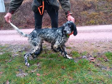 Cane setter inglese