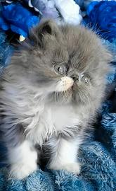 Cuccioli di Gatto Persiano