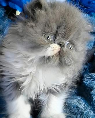 Cuccioli di Gatto Persiano