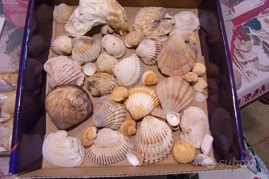 Conchiglie marine diverse qualità e misure per lav