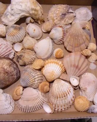 Conchiglie marine diverse qualità e misure per lav