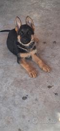 Cuccioli Pastore Tedesco