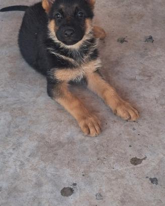 Cuccioli Pastore Tedesco