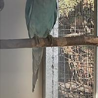 Parrocchetto dal collare