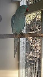 Parrocchetto dal collare