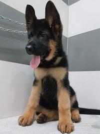 Cucciola Femmina di Pastore Tedesco