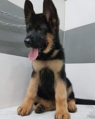 Cucciola Femmina di Pastore Tedesco