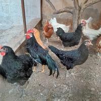 Gallo ancona coda lunga