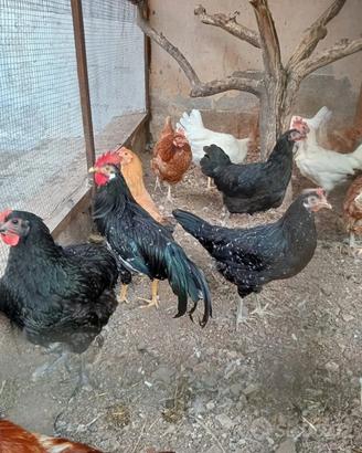 Gallo ancona coda lunga
