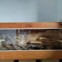 Teca in vetro 60x70x160 cm con accessori