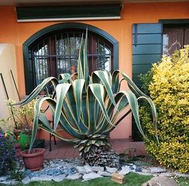 Pianta Agave