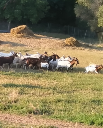Capretti capre