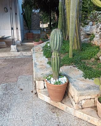 cactus saguaro 