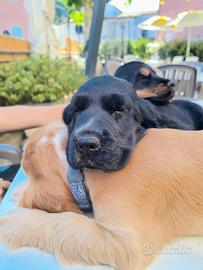 Ultimo cucciolo cocker
