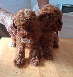 ? Disponibili 3 cuccioli maschi di Barboncino Toy