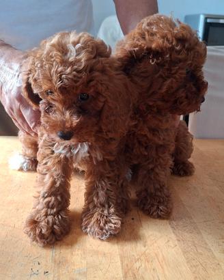 ? Disponibili 3 cuccioli maschi di Barboncino Toy
