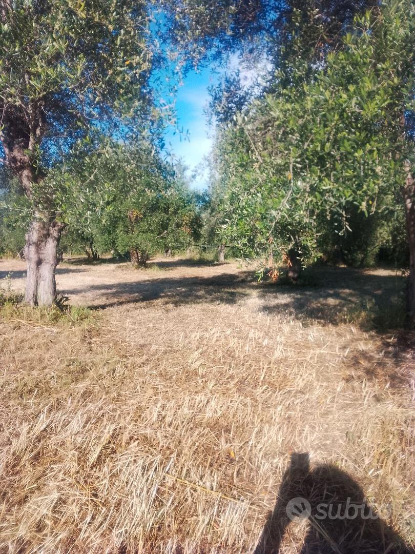 Terreno agricolo distante 500 metri da Triggiano - Vista 2