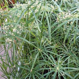 Falso papiro Nano - pianta per laghetto e minipond