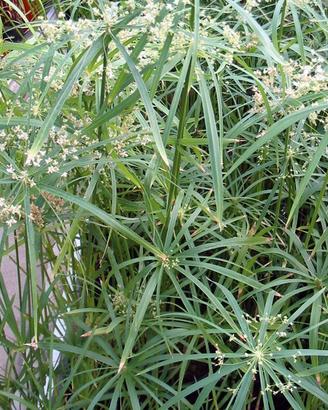 Falso papiro Nano - pianta per laghetto e minipond