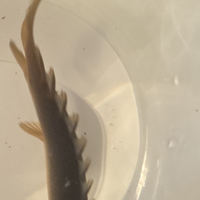 Polypterus senegalus