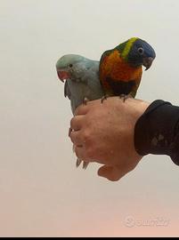 Pappagalli
