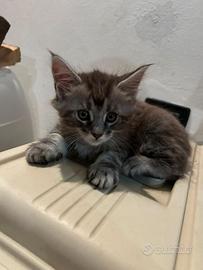 Vendita gattini Maine Coon
