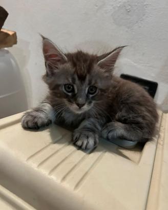 Vendita gattini Maine Coon