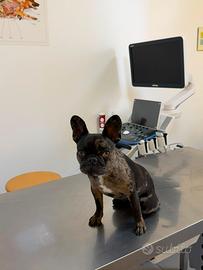 Bulldog francese