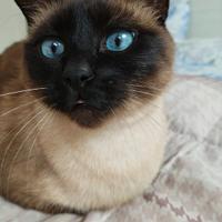 Cucciolo siamese Seal point