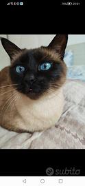 Cucciolo siamese Seal point