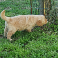 Disponibili cuccioli Golden Retriever
