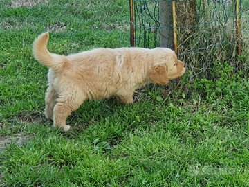 Disponibili cuccioli Golden Retriever