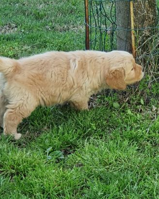 Disponibili cuccioli Golden Retriever