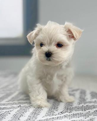 Cucciolina femmina di Maltese