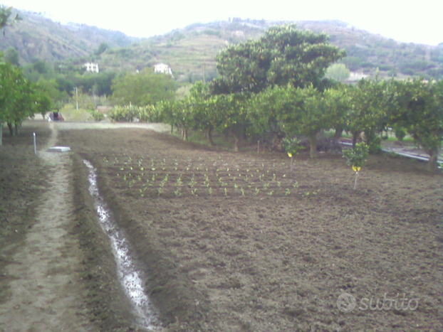 Terreno agricolo