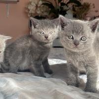 Gattini Scottish straight