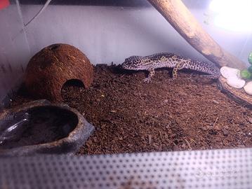 geco leopardino 