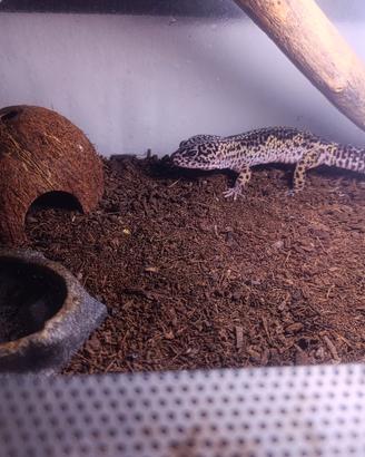 geco leopardino 