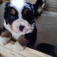 Bovaro del bernese con pedigree