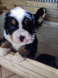 Bovaro del bernese con pedigree