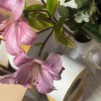 Etichette termiche 10x15 – 14 rotoli NUOVI+2 omag