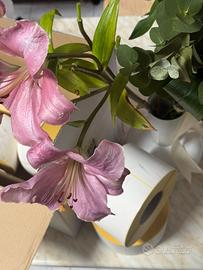 Etichette termiche 10x15 – 14 rotoli NUOVI+2 omag