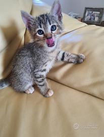 Cucciolo di gatto