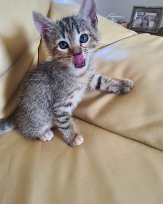 Cucciolo di gatto