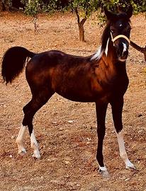 Puledra