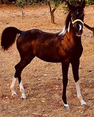 Puledra